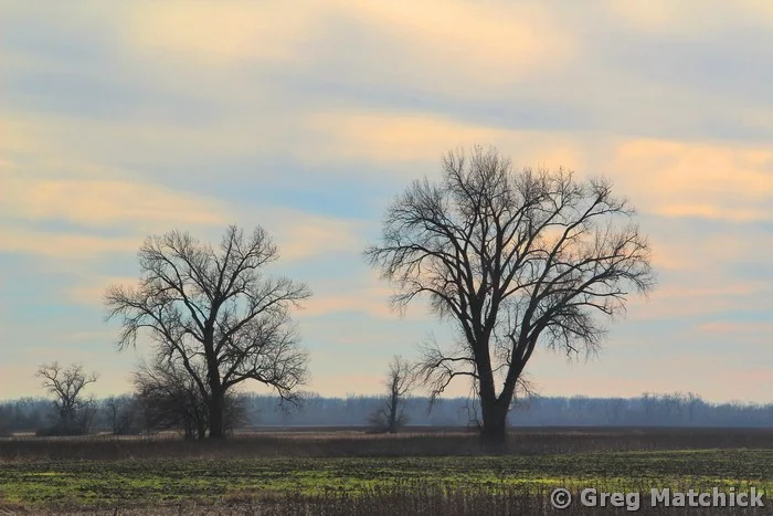 Morning Sky and Field of Trees at Columbia Bottom