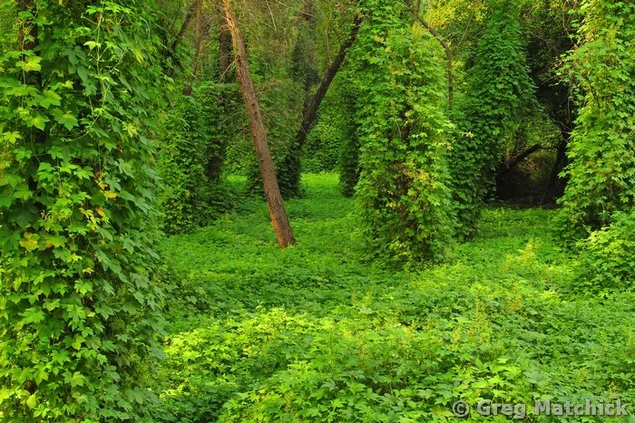 Wild Hops In the Forest 3