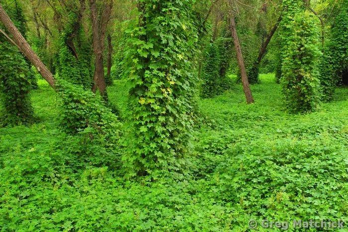 Wild Hops In the Forest 4
