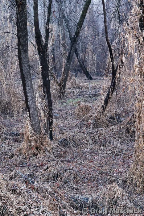 Winter Woodland at Columbia Bottoms 2
