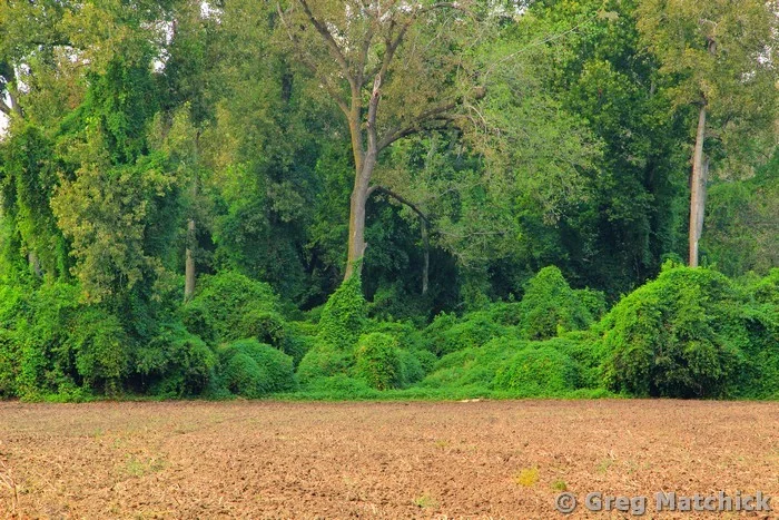 Woodland Engulfed By Wild Hops
