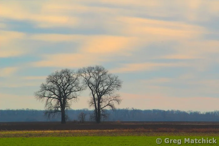 Two Trees and Morning Sky at Columbia Bottom