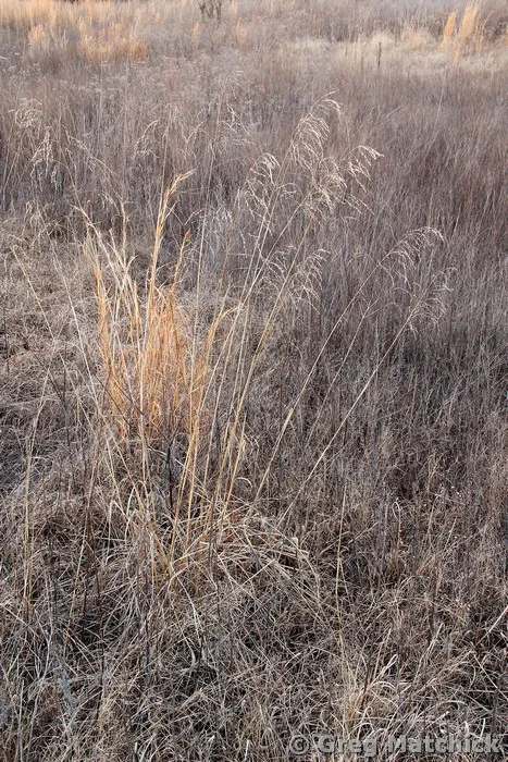 Sleeping Meadow 5
