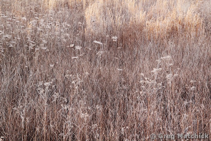 Sleeping Meadow 4
