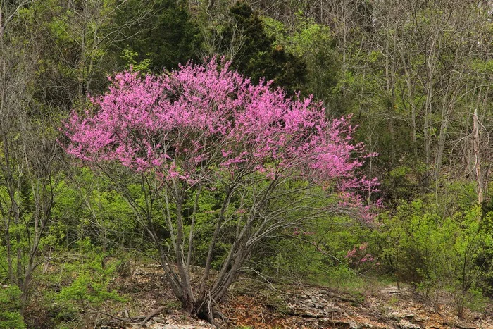 Redbud At the Edge Of the Woods