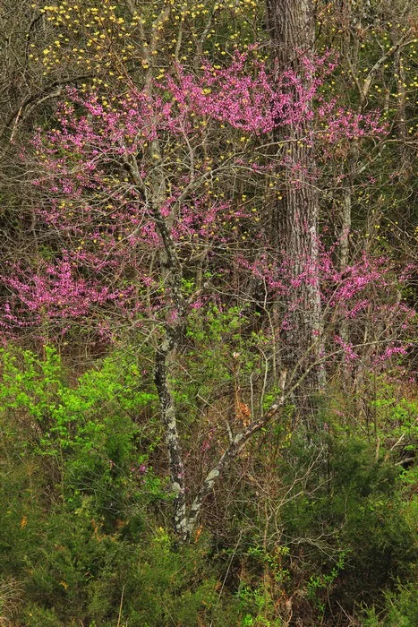 Redbud and Sassafras Mix