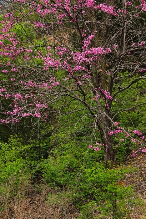 Redbud and Spring Green