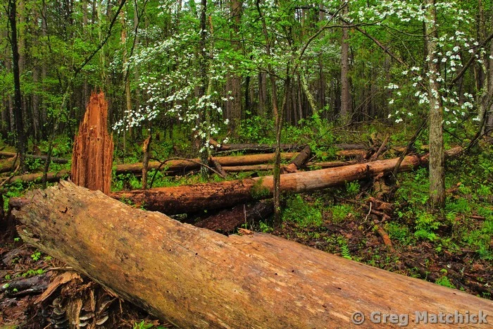 Dogwoods and Fallen Tree In the Forest at Hawn State Park