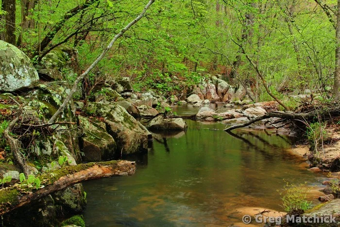 Pickle Creek In Springtime 6 at Hawn State Park