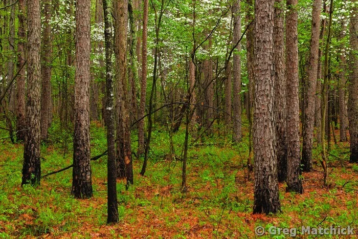 Pine Forest and Dogwoods at Hawn State Park