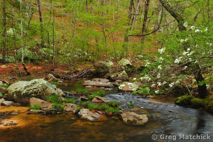 Pickle Creek In Springtime 5 at Hawn State Park