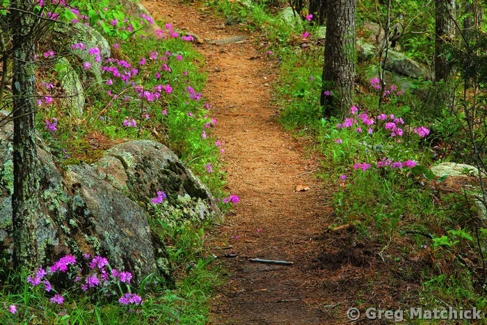 Wild Phlox Along the Trail in Mark Twain Forest 1