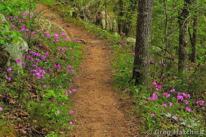 Wild Phlox Along the Trail in Mark Twain Forest 3