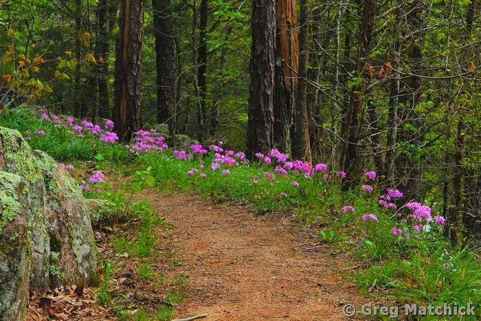 Wild Phlox Along the Trail in Mark Twain Forest 4