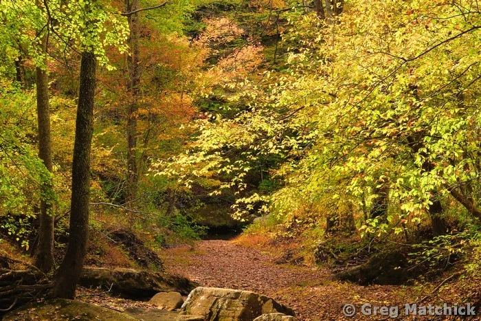 Bell Smith Springs Woodland 2