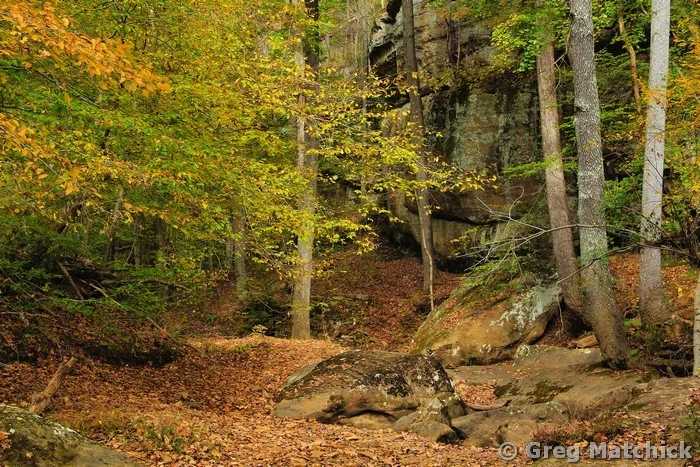 Bell Smith Springs Woodland 5