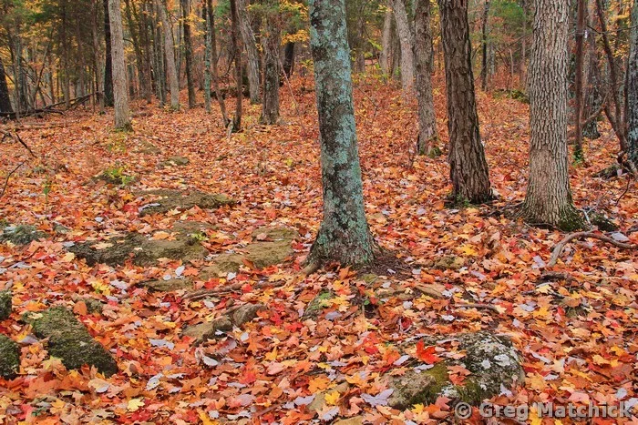 Autumn Forest at La Barque Creek Conservation Area 1