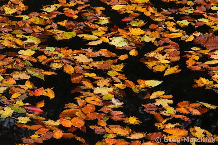 Autumn Leaves on Bay Creek