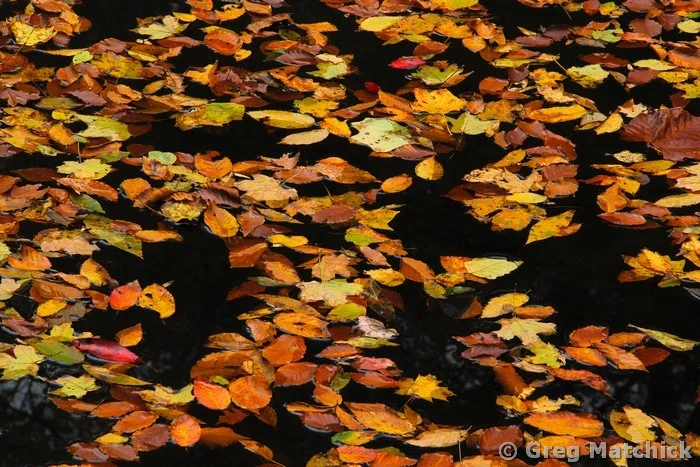 Autumn Leaves on Bay Creek