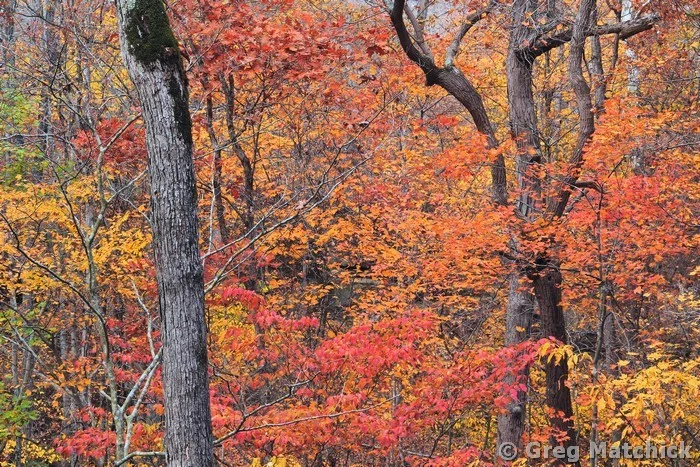 Autumn Colors Above a Canyon at Don Robinson State Park