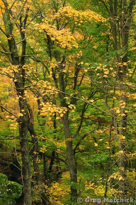 Fall Colors Along the Rim Rock Trail in Illinois 6