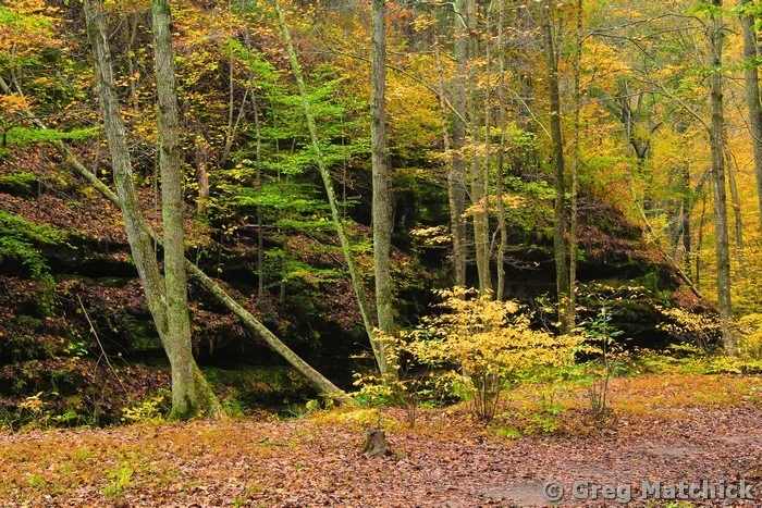 Rim Rock Woodland in Shawnee Forest Illinois