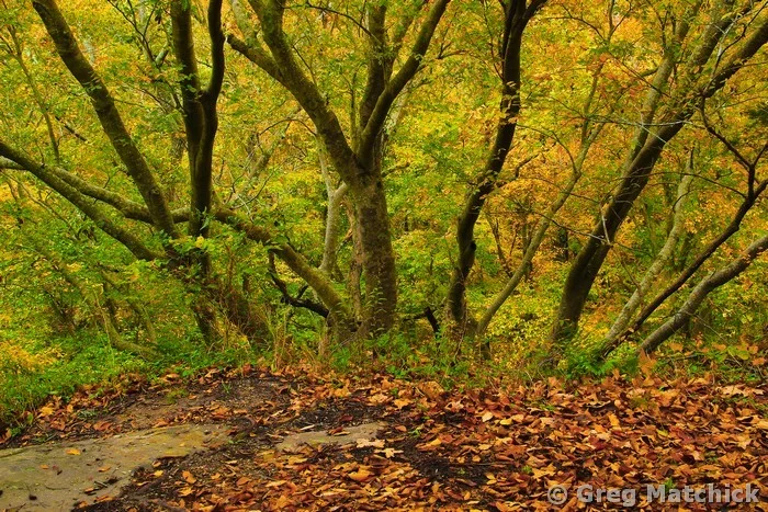 Tree Tops and Fall Foliage Along the Rim Rock Trail in Illinois