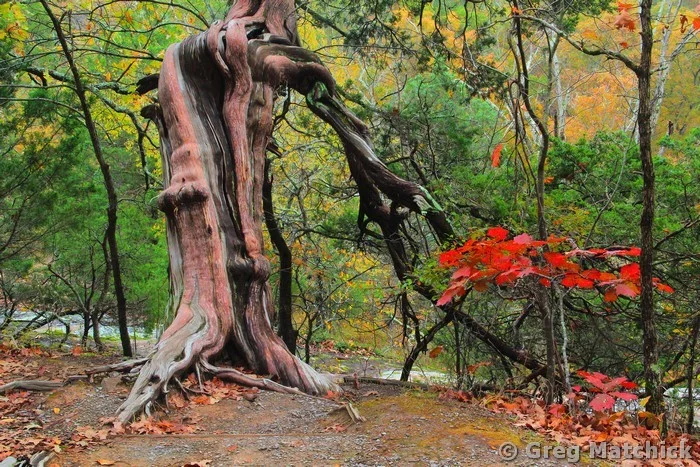 Weathered Cedar Tree Along the Rim Rock Trail in Illinois 1