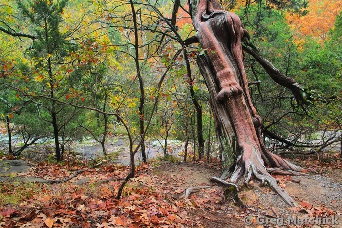 Weathered Cedar Tree Along the Rim Rock Trail in Illinois 2