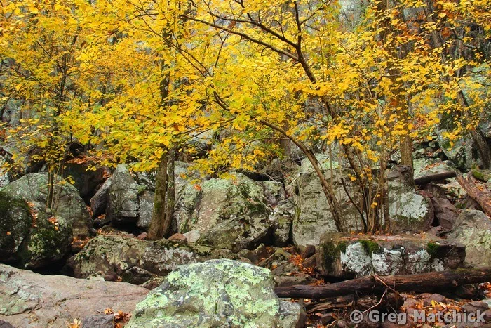 Autumn Gold Along the Ozark Trail On Taum Sauk Mountain