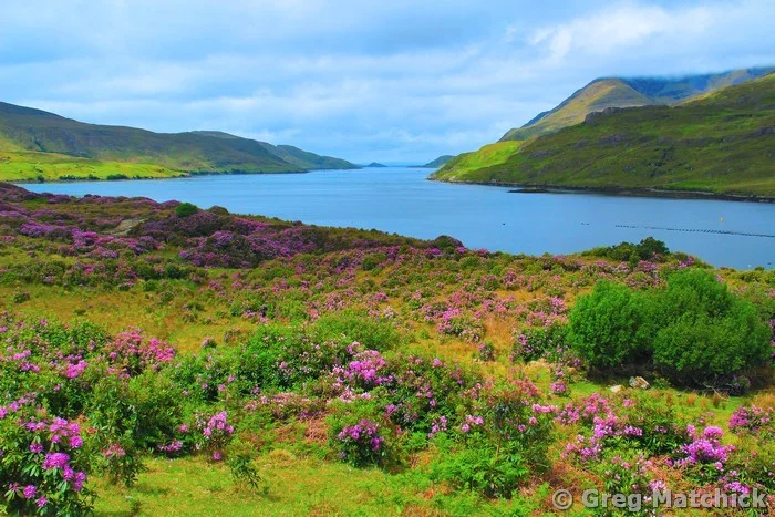 Rhododendrons and Killary Harbor 2