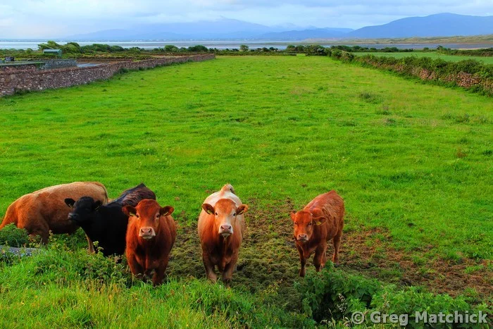 Cows In County Kerry