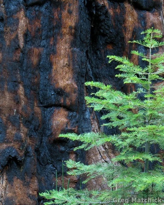 Young Pine and Burned Sequoia Trunk in Yosemite National Park