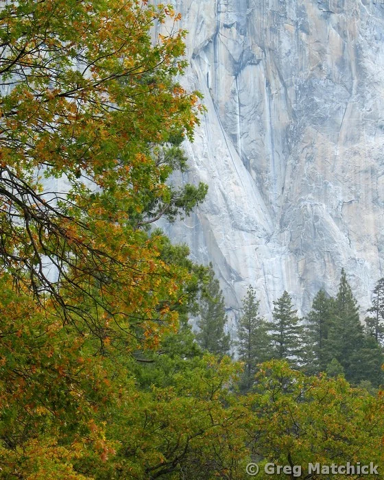 Trees Against El Capitan in Yosemite National Park
