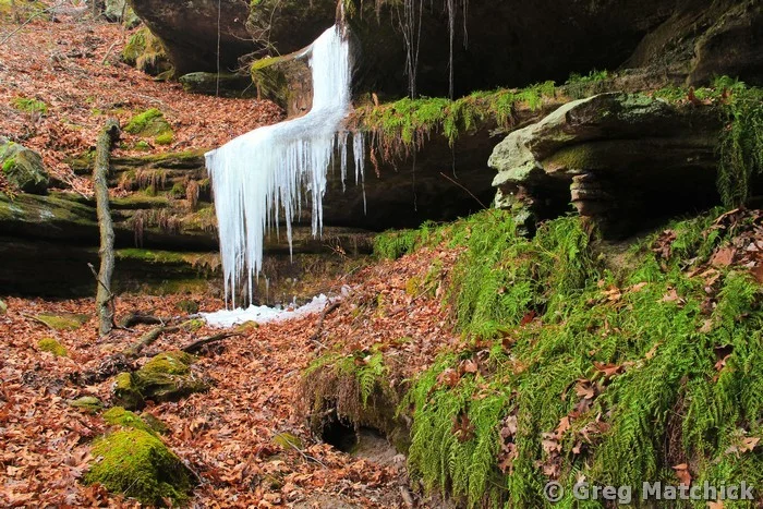 Ice and Ferns In a Canyon at Pickle Springs