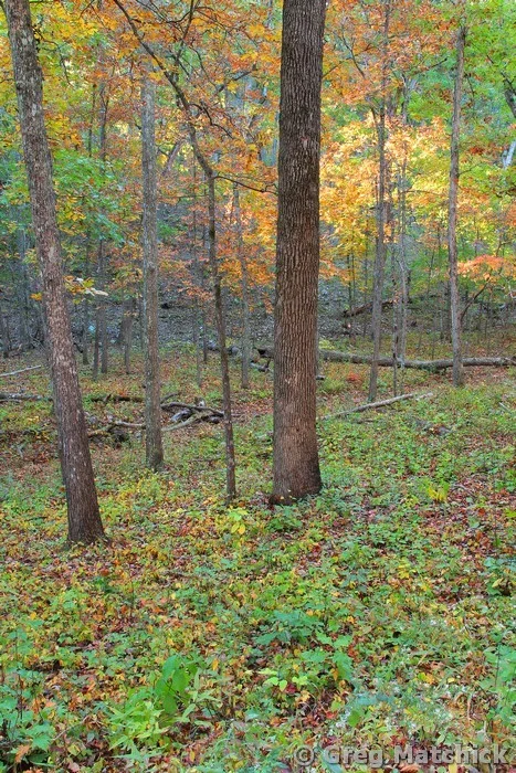 Morning Light in an Ozark Forest 1