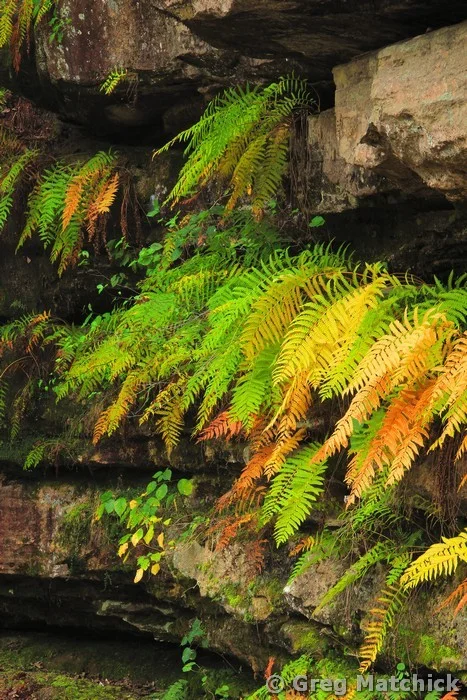 Ferns Along a Cliff 1 at Hickory Canyons