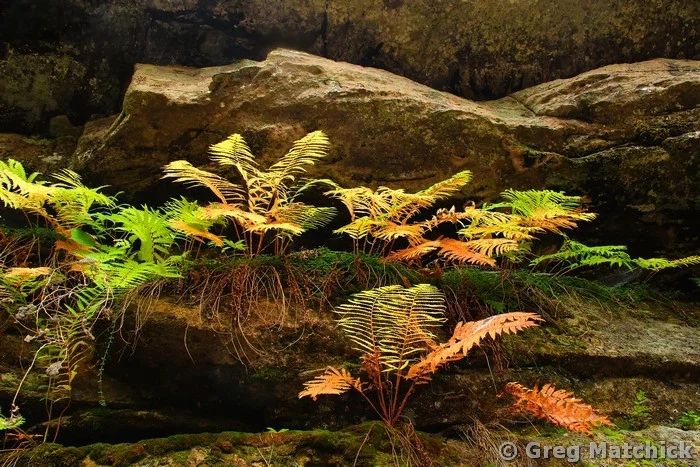 Ferns On a Ledge 2 at Hickory Canyons