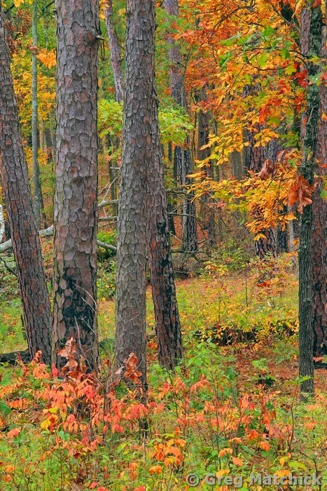 Pine Trunks and Sumac in Autumn at Hawn State Park
