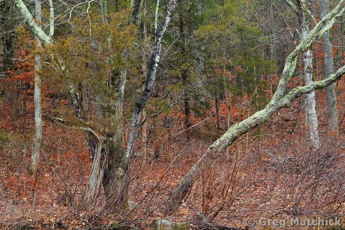 Shoreline Along Marble Creek 2 Missouri Ozarks