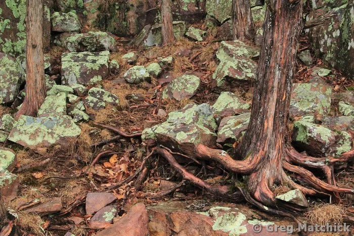 Roots and Rocks in Mark Twain Forest 2 Missouri Ozarks