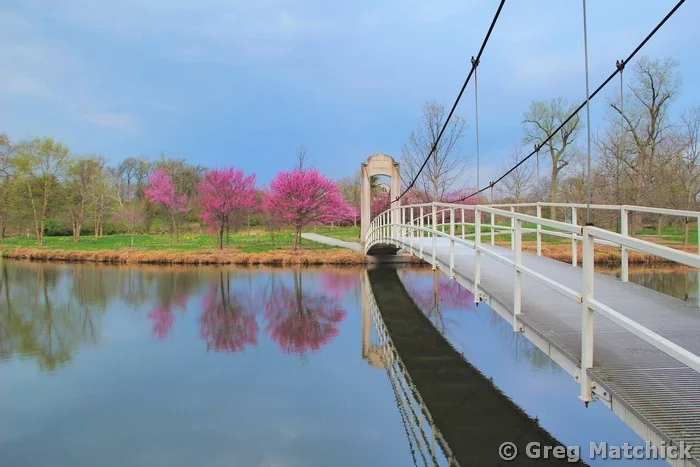 Bridge and Redbuds in Springtime at Forest Park
