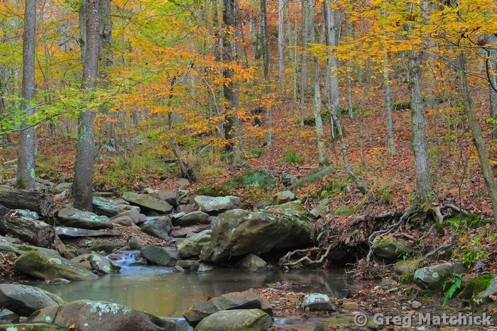 Woodland Creek in Autumn in Shawnee National Forest 6