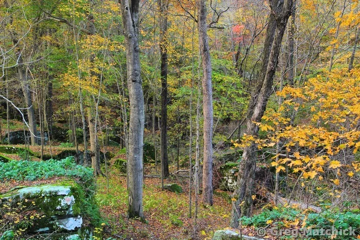 Autumn Woodland in Shawnee National Forest 1