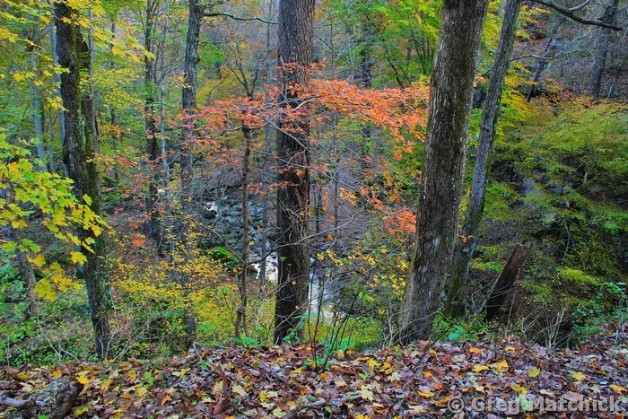 Autumn Woodland in Shawnee National Forest 2