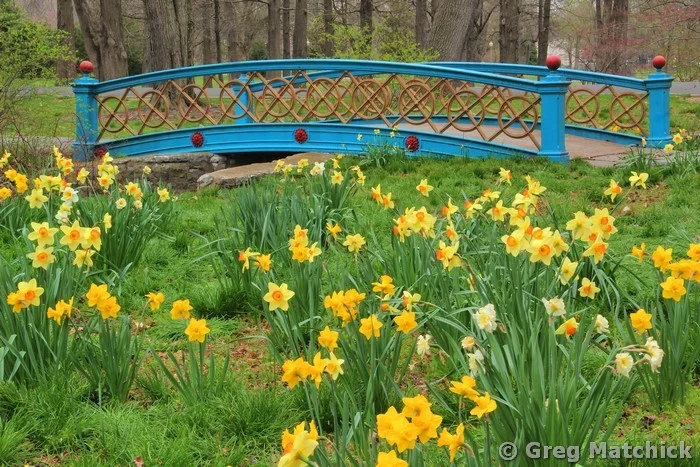 Blue Bridge and Jonquils
