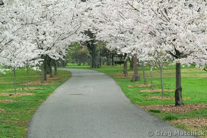 Cherry Blossom Path in Tower Grove Park
