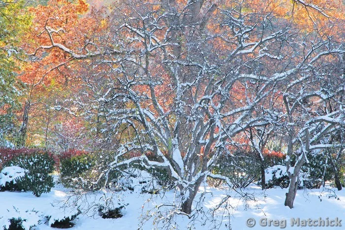 Tree, Snow and Fall Colors In a Japanese Garden