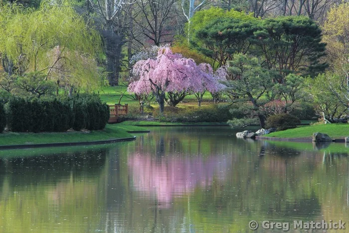 Lake and Cherry Tree In a Japanese Garden 1