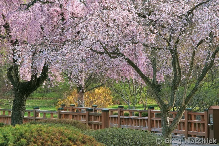 Cherry Blossoms and Bridge In a Japanese Garden 2